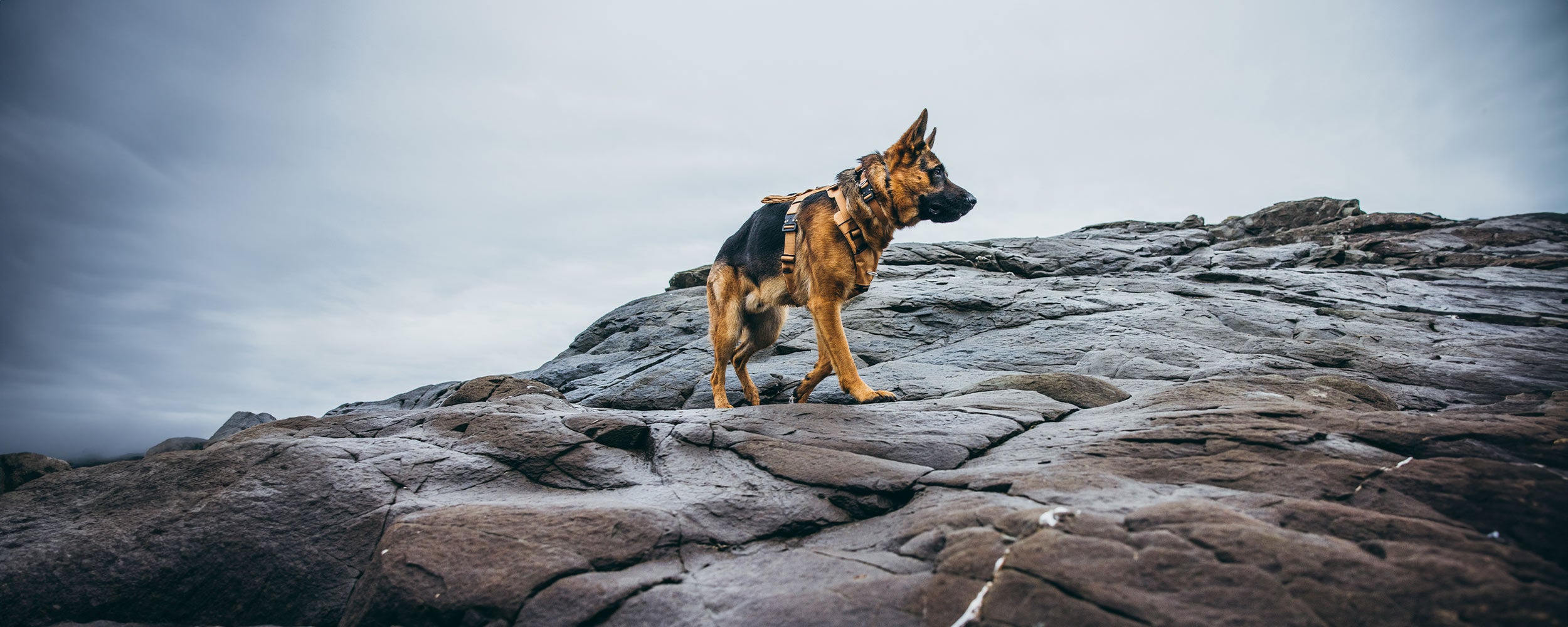 GSD wearing the canyon core in Sandstorm tan on rocks near the ocean