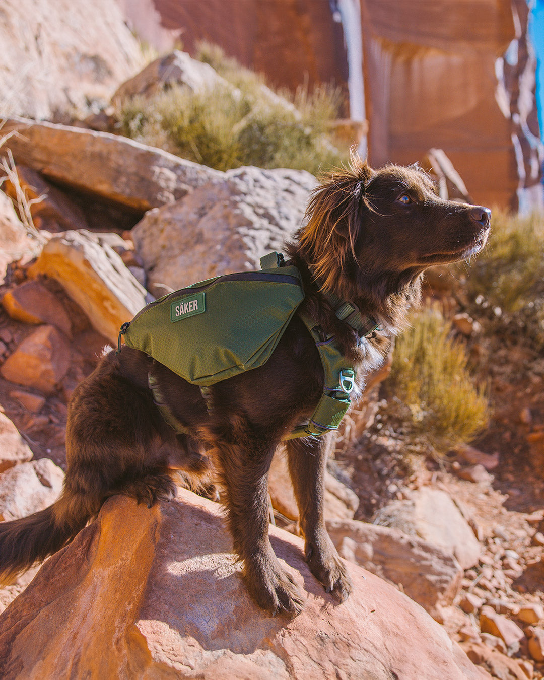 brown dog wearing the Moss Green Canyon Pro dog pack in Small