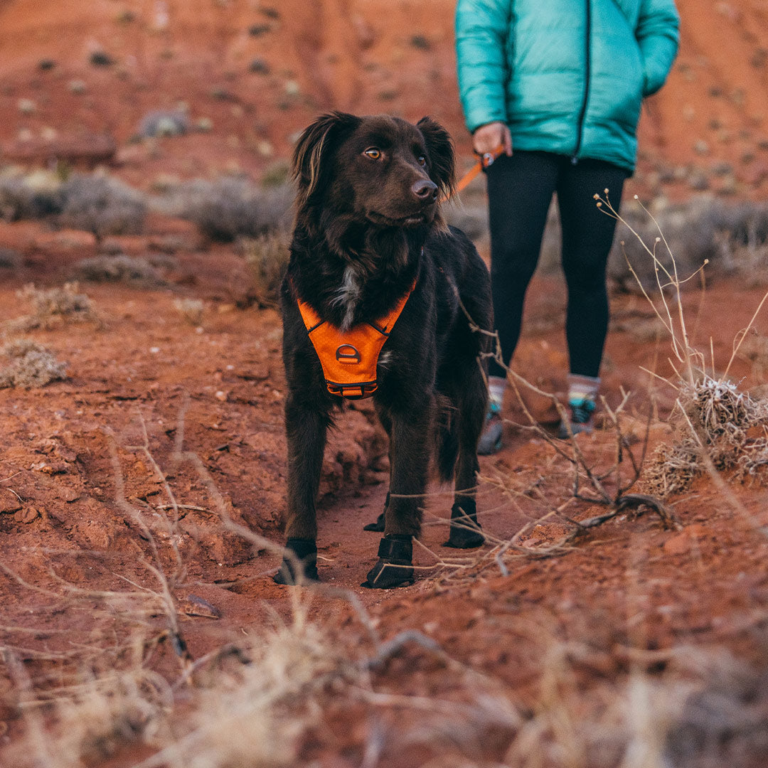 Brown dog standing on red dirt wearing compass dog boots and canyon harness in orange