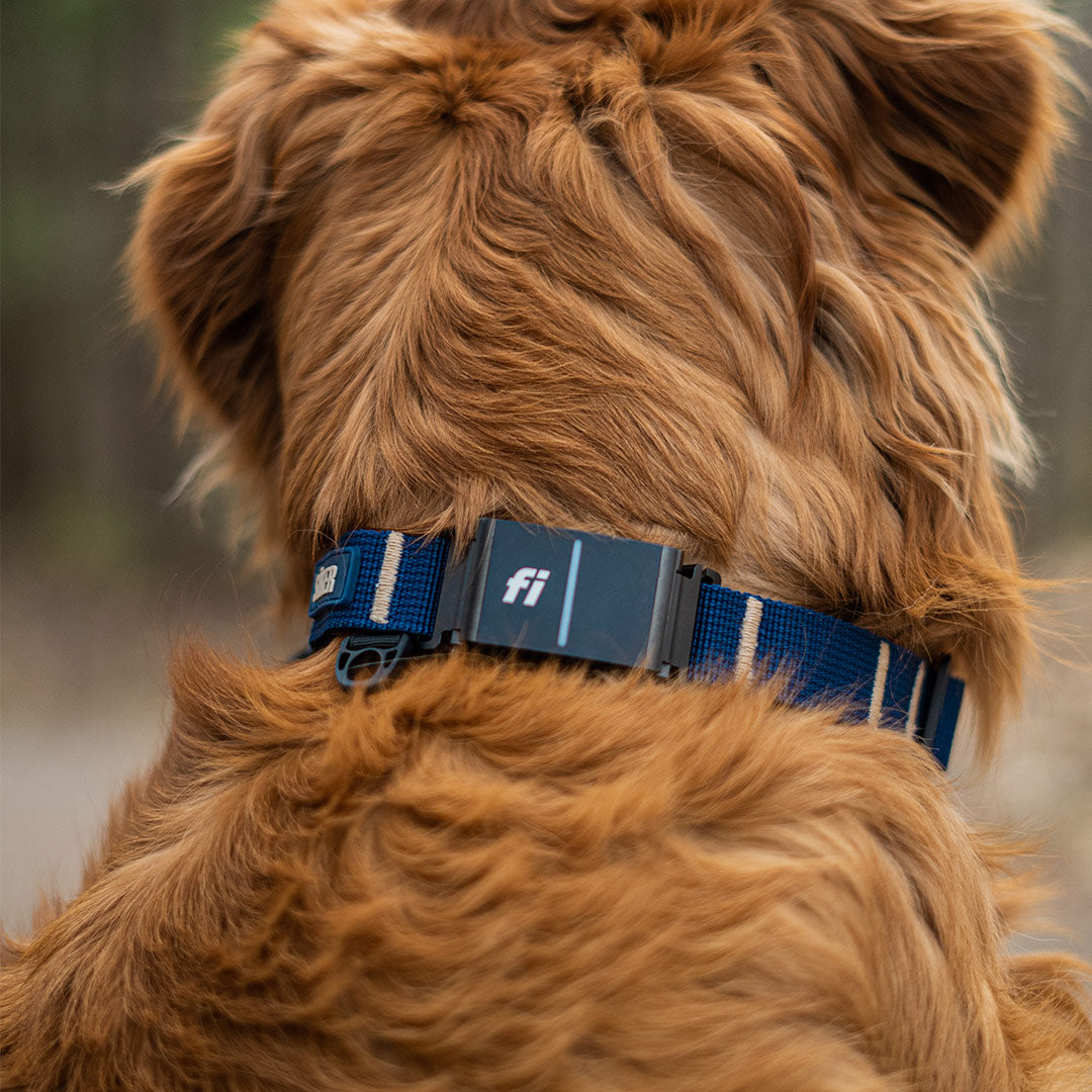 Close view of the fi tracker attachment on the canyon collar