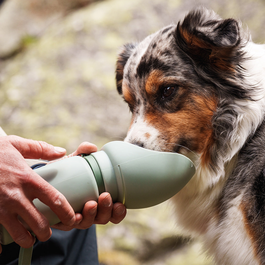 Australian shepherd drinking from Slurpy Sack 2.0