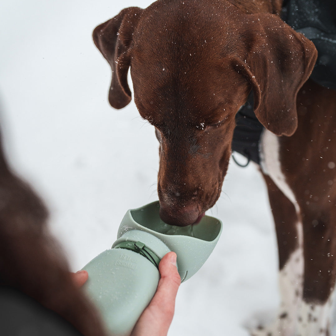 Dog drinking from Slurpy Sack 2.0