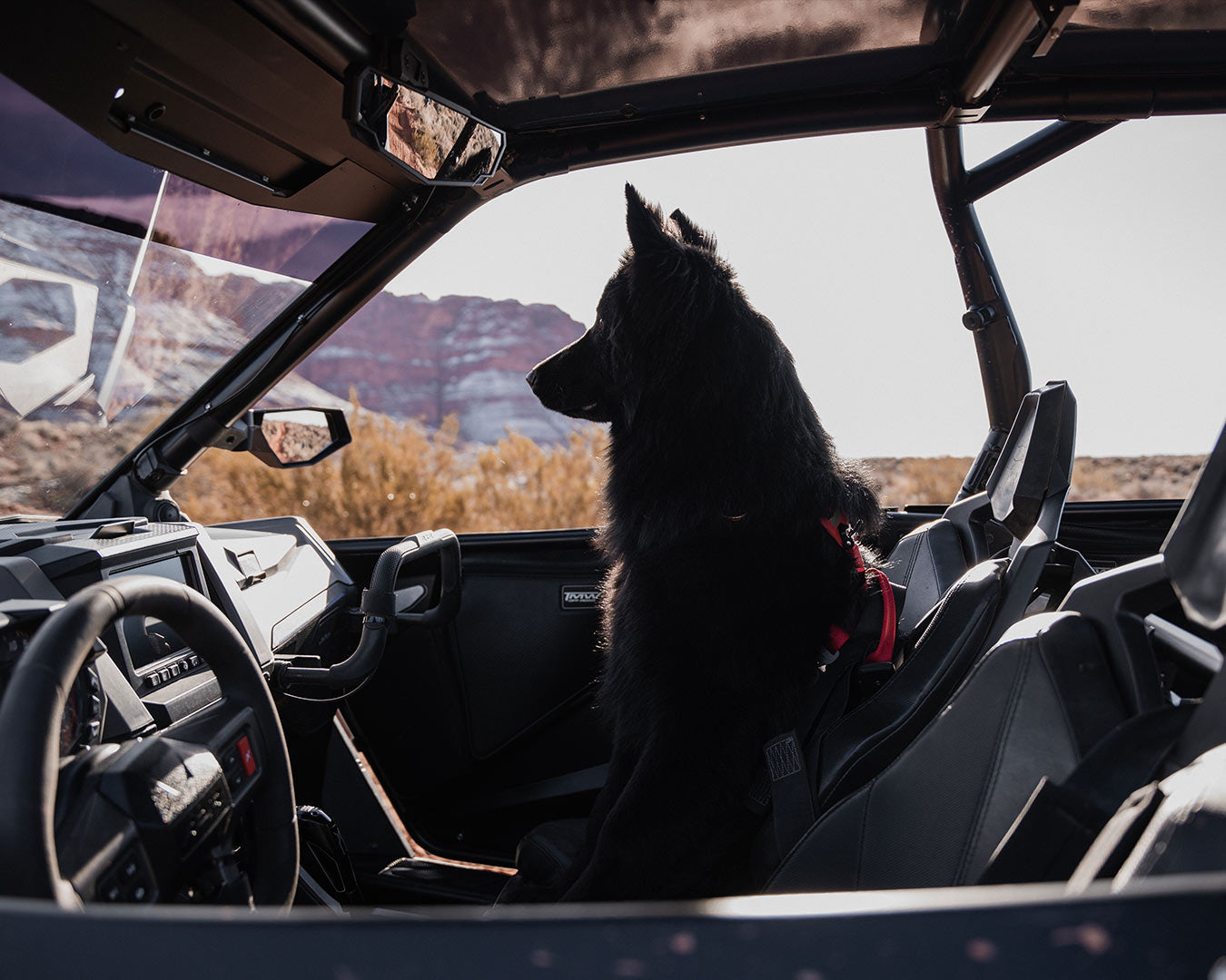 dog sitting in an ATV wearing the Blazing Red Ascension 