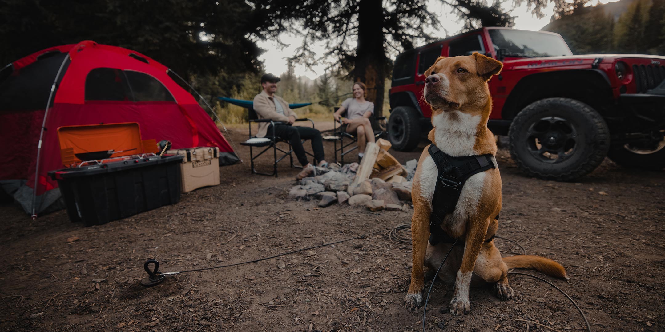 Dog wearing the Ascension harness attached to Gravity Stake at campsite