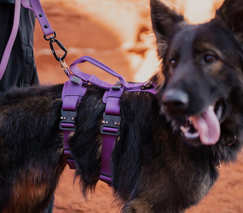 Sideview of the Ascension extended harness in Prairies Purple on a dark sable german shepherd at Dixie Rock