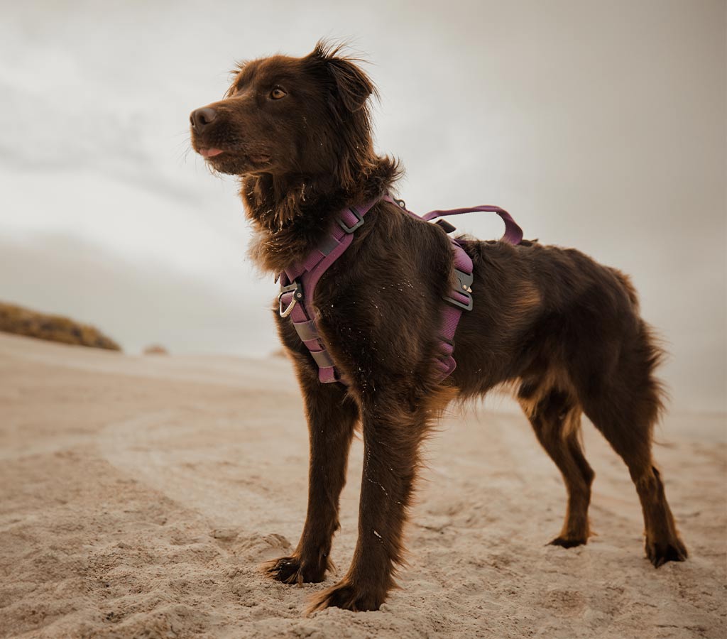 brown dog wearing the M-L Saker Ascension harness in prairies purple in the desert