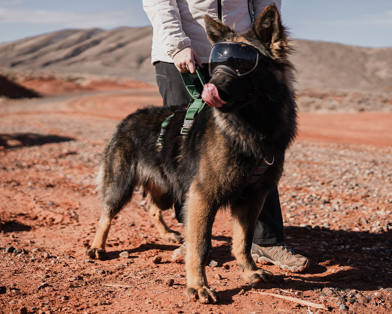 Gsd wearing the Ascension extended harness in Woodland Green