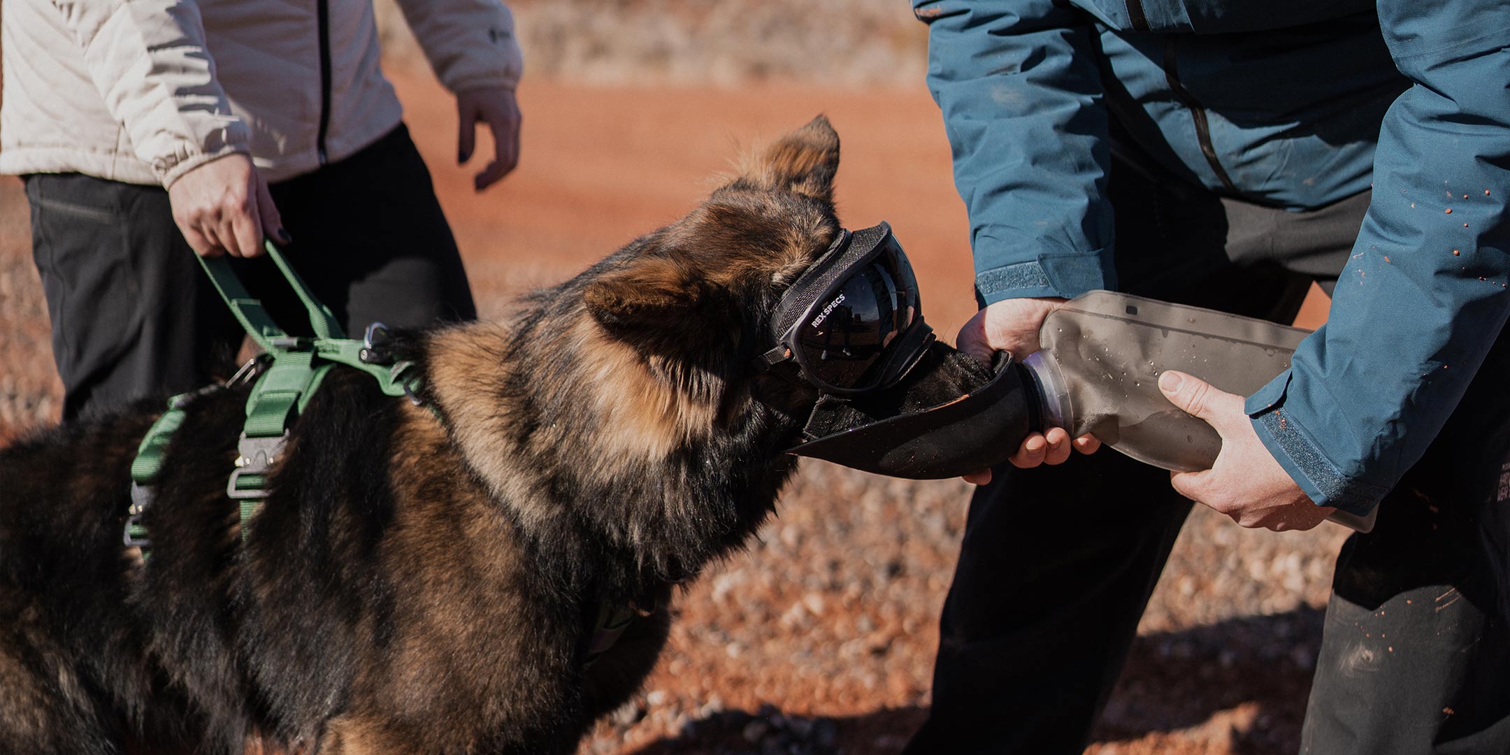 gsd dog wearing the saker ascension extended harness in green and drinking from the slurpy sack