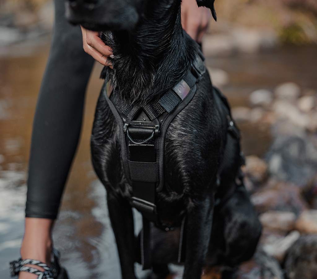 Close view of the front chest pad of the Ascension core harness on a wet black dog