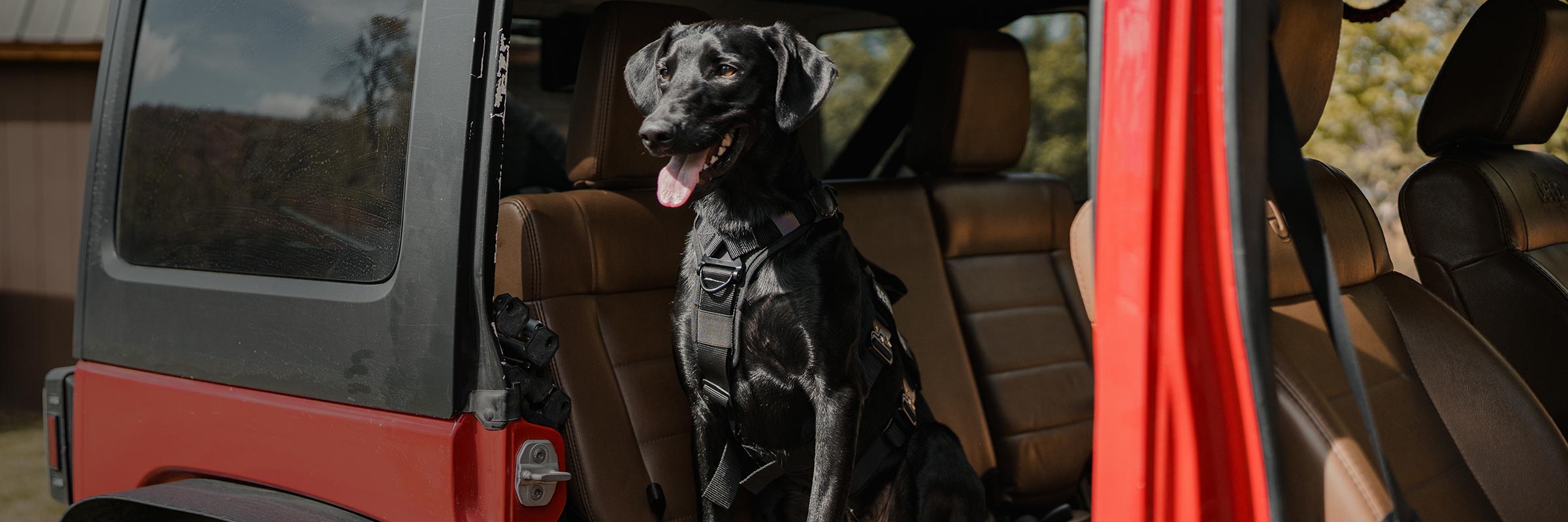 black dog wearing the Ascension extended harness on the backseat of a red jeep