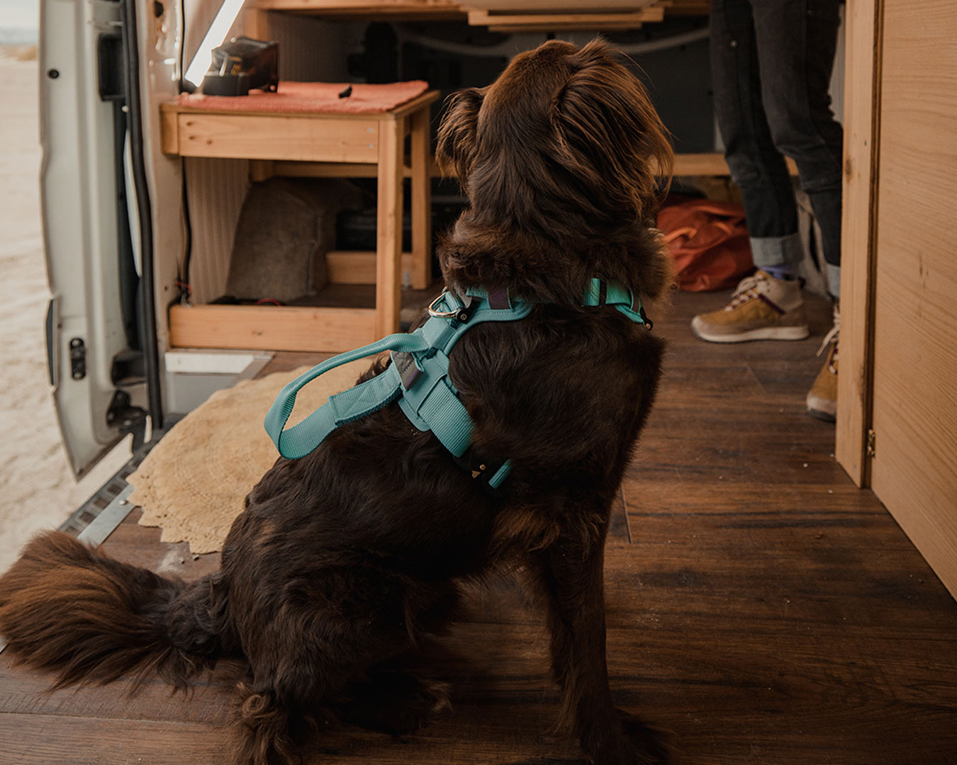 brown dog wearing the Ascension core harness teal in a van