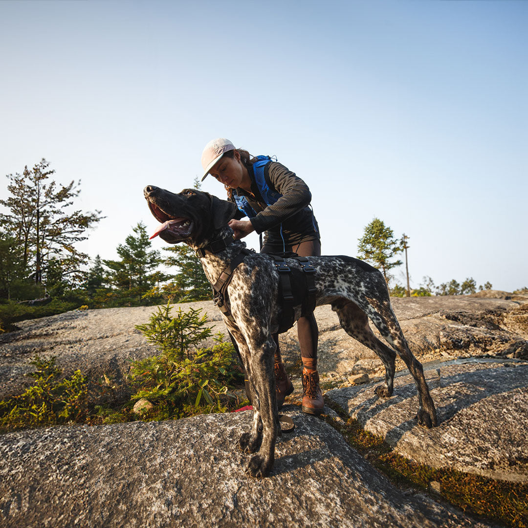 woman attaching the dog collar on her dog with the shield airtag holder on it.