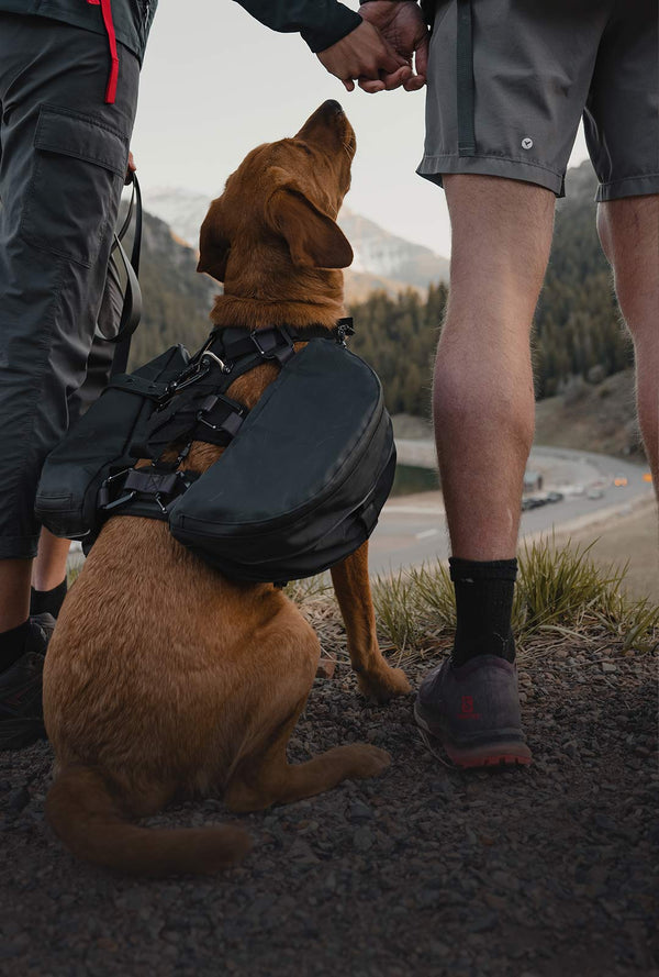 Hiking Dog gear | Säker