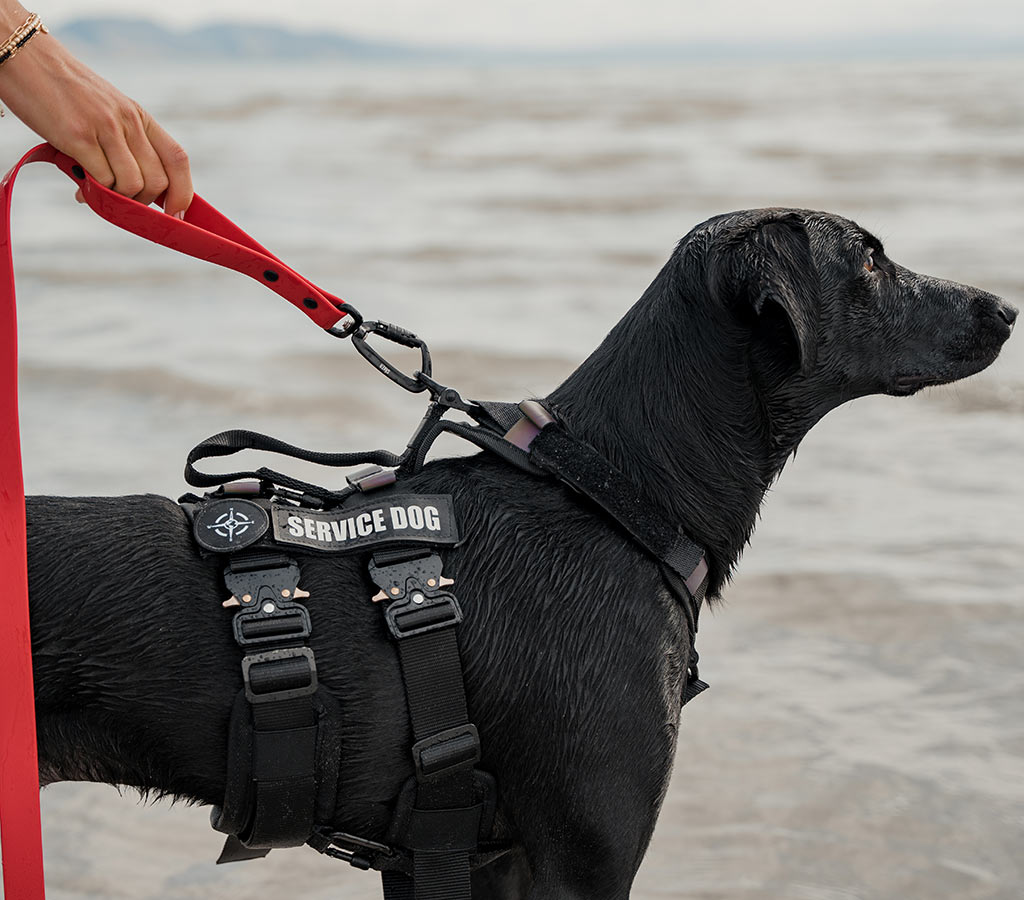 wet black dog wearing the ascension extended harness with the blazing red sentiero dog leash with traffic handle