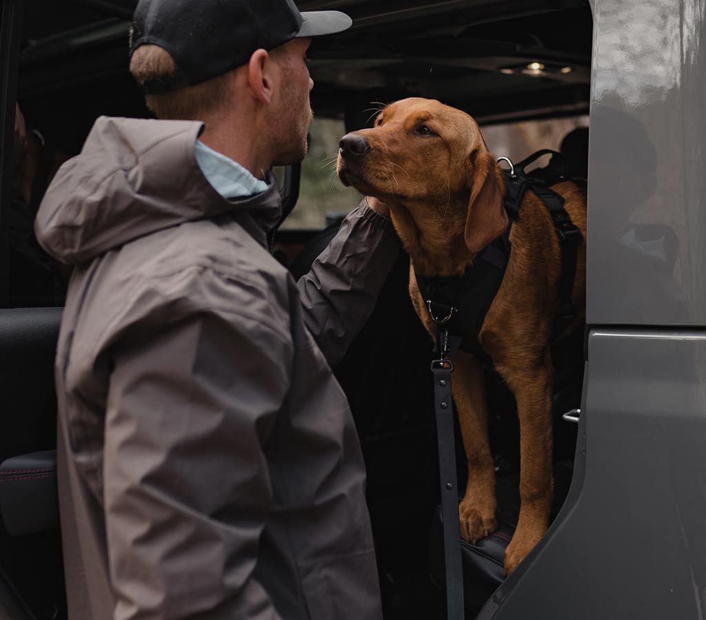 red lab dog steps out of a backseat of a jeep while wearing the ascension harness in black with the sentiero dog leash in black color