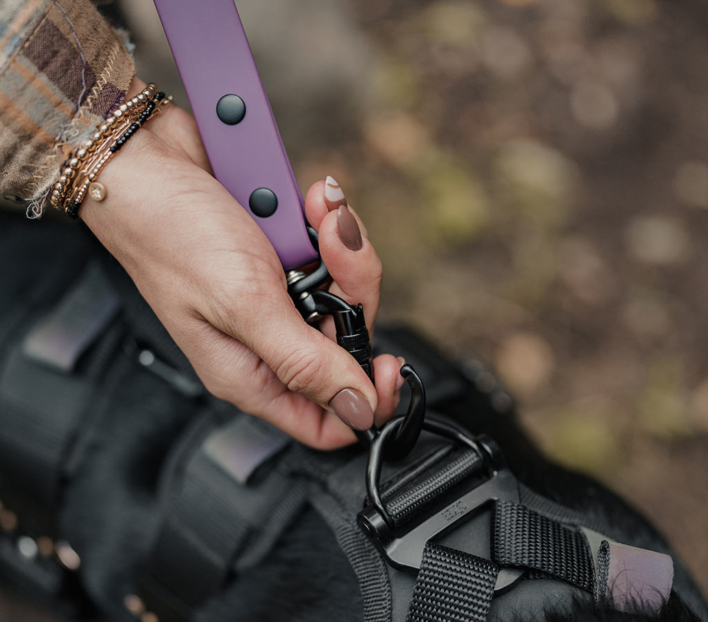 dog owner unclipping the prairies purple sentiero dog leash from the Ascension harness