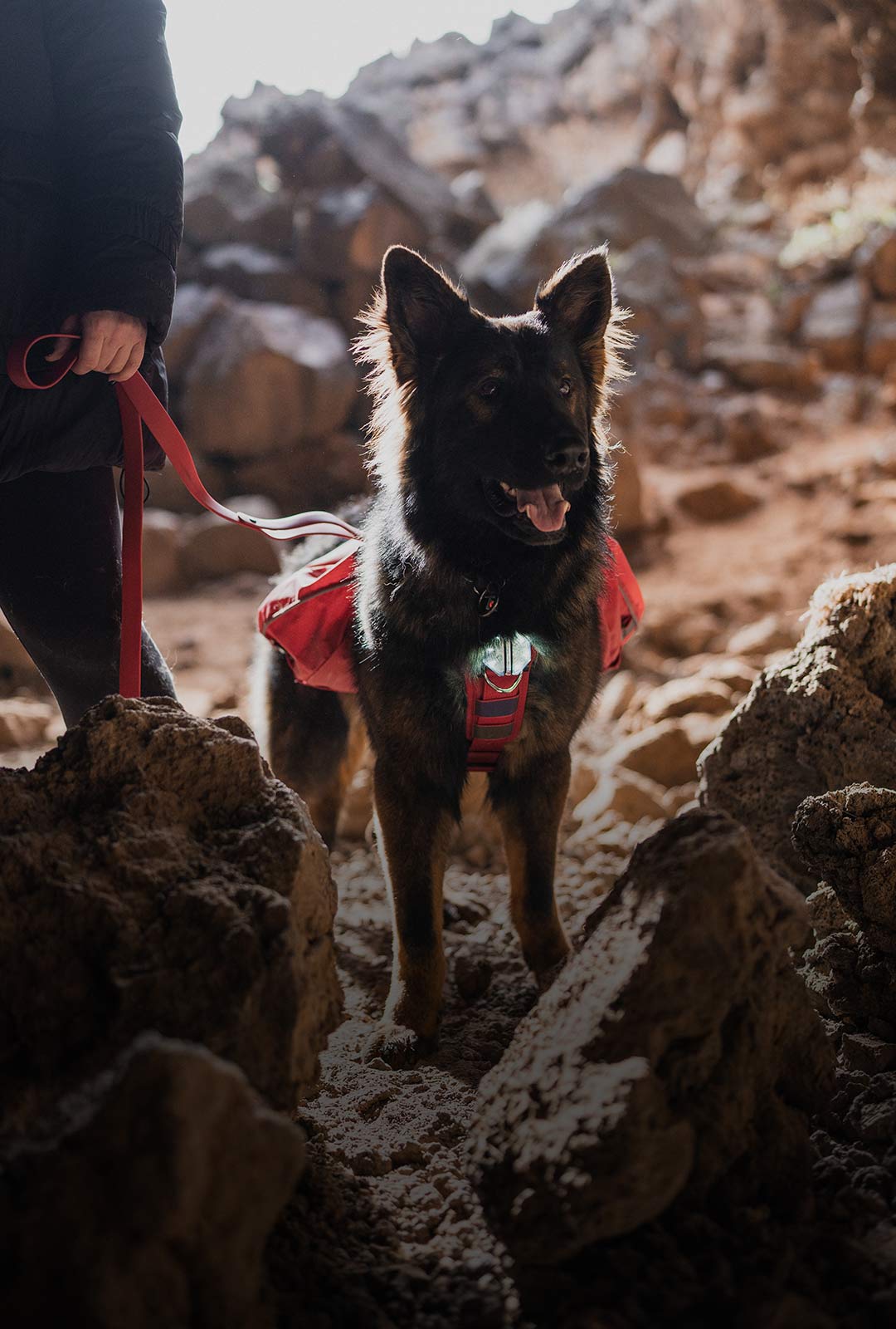 Dog entering a cave with its ascension harness wearing Pitchblack night light