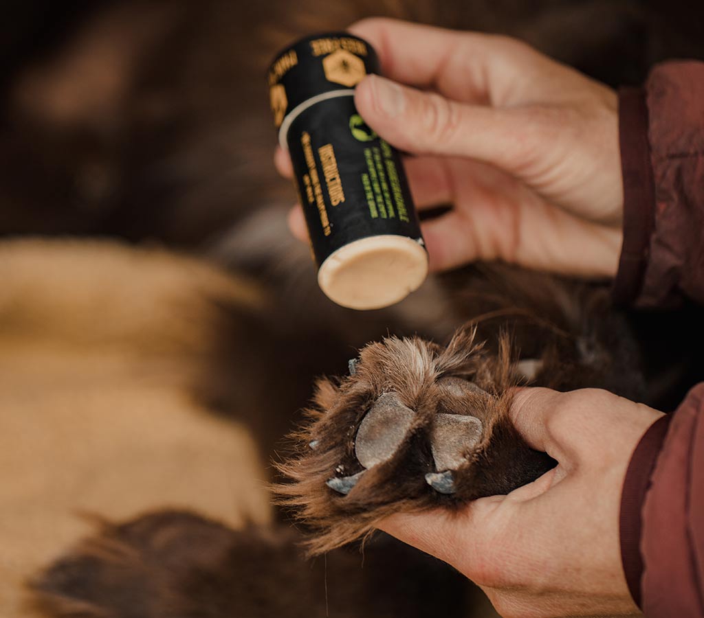 Applying saker paw balm onto a dog dry paw