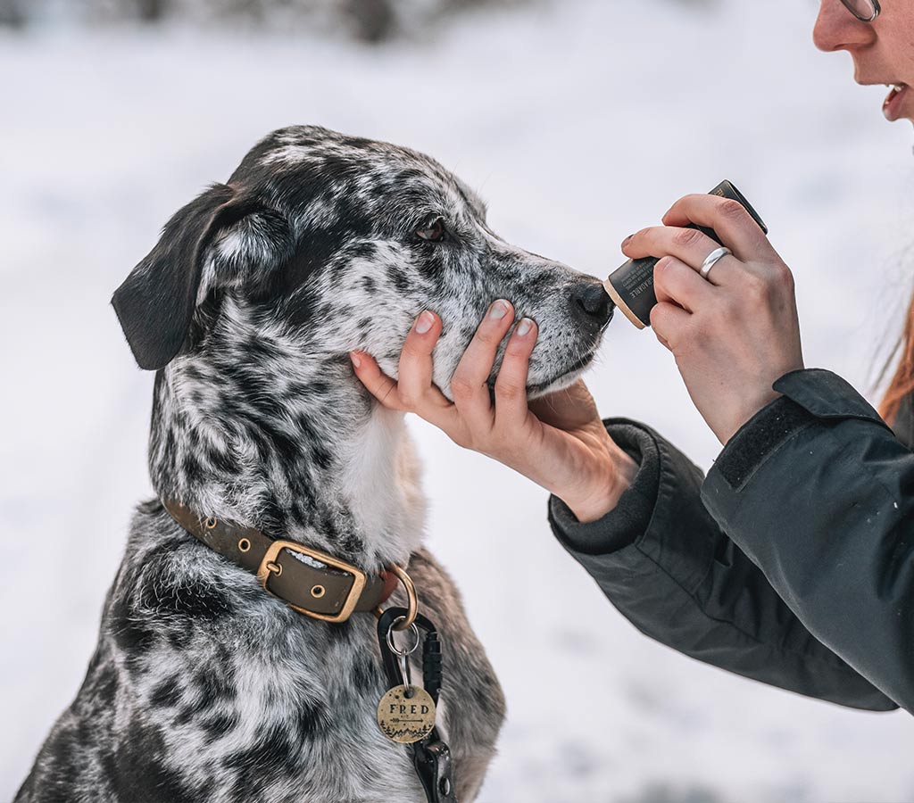 woman applying paw balm onto her dog's nose in the winter to hydrate it