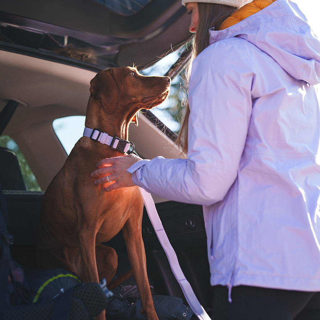 Vizsla sitting in the trunk with the kelp leash and collar in Lilas