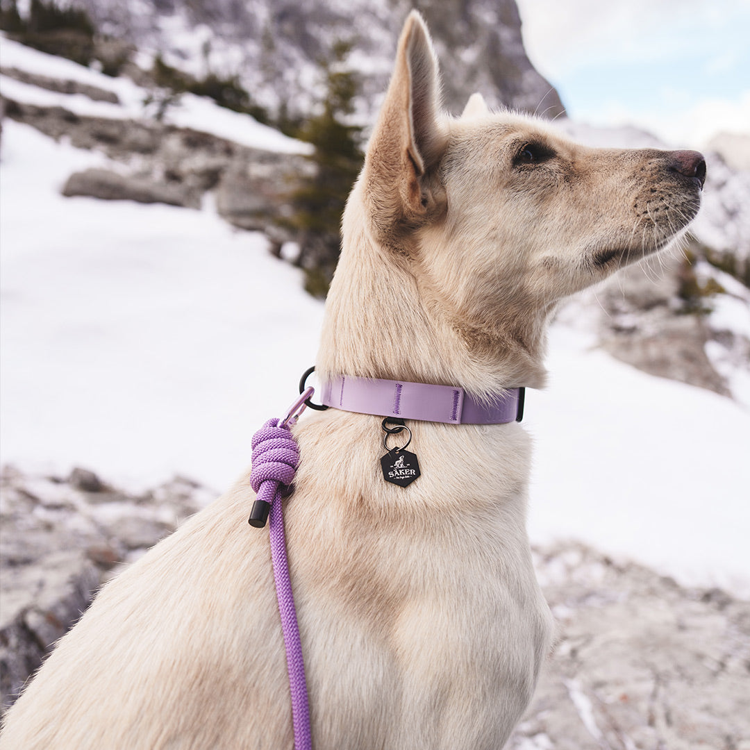 Close view of the Trust leash in Lilas with the Kelp collar in Lilas