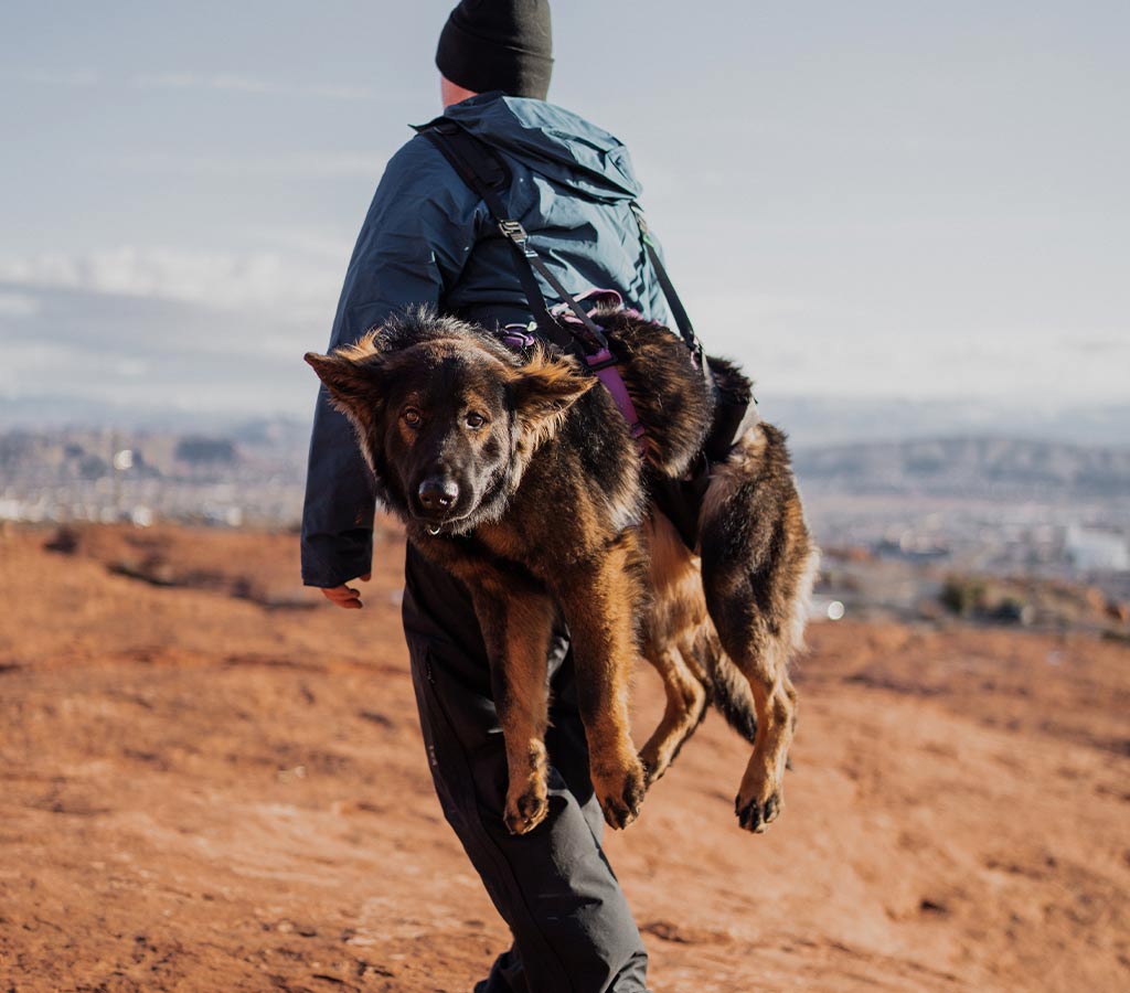 Man carrying his injured GSD with the K-911 Rescue Sling from saker out of a canyon