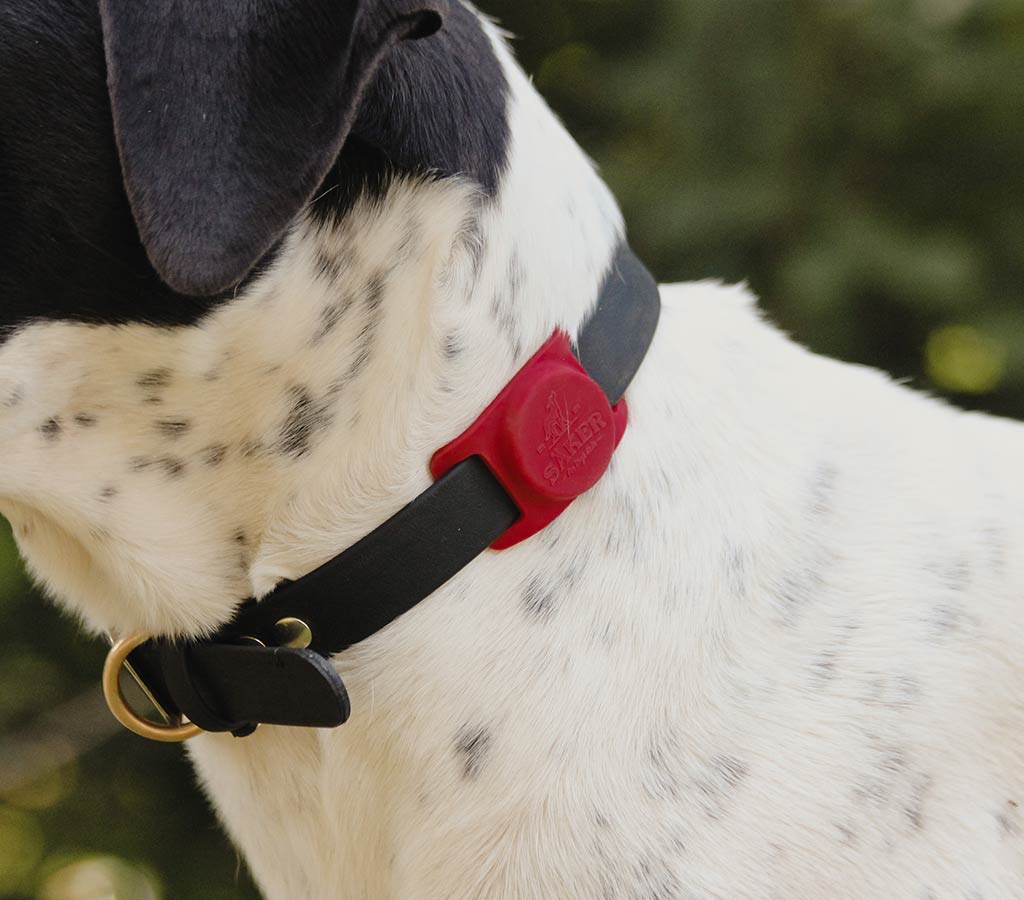 Mammoth Airtag Holder in Blazing Red on black dog collar