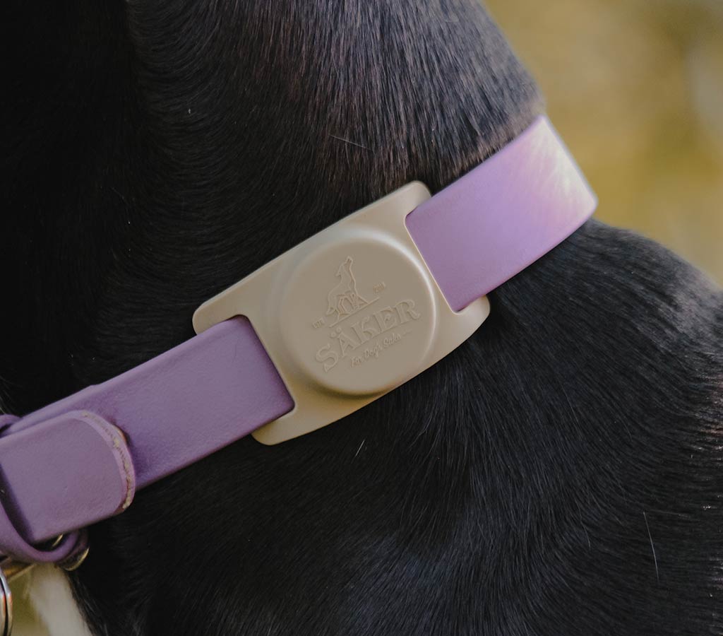 Mammoth Airtag Holder in Sandstorm Color on purple collar