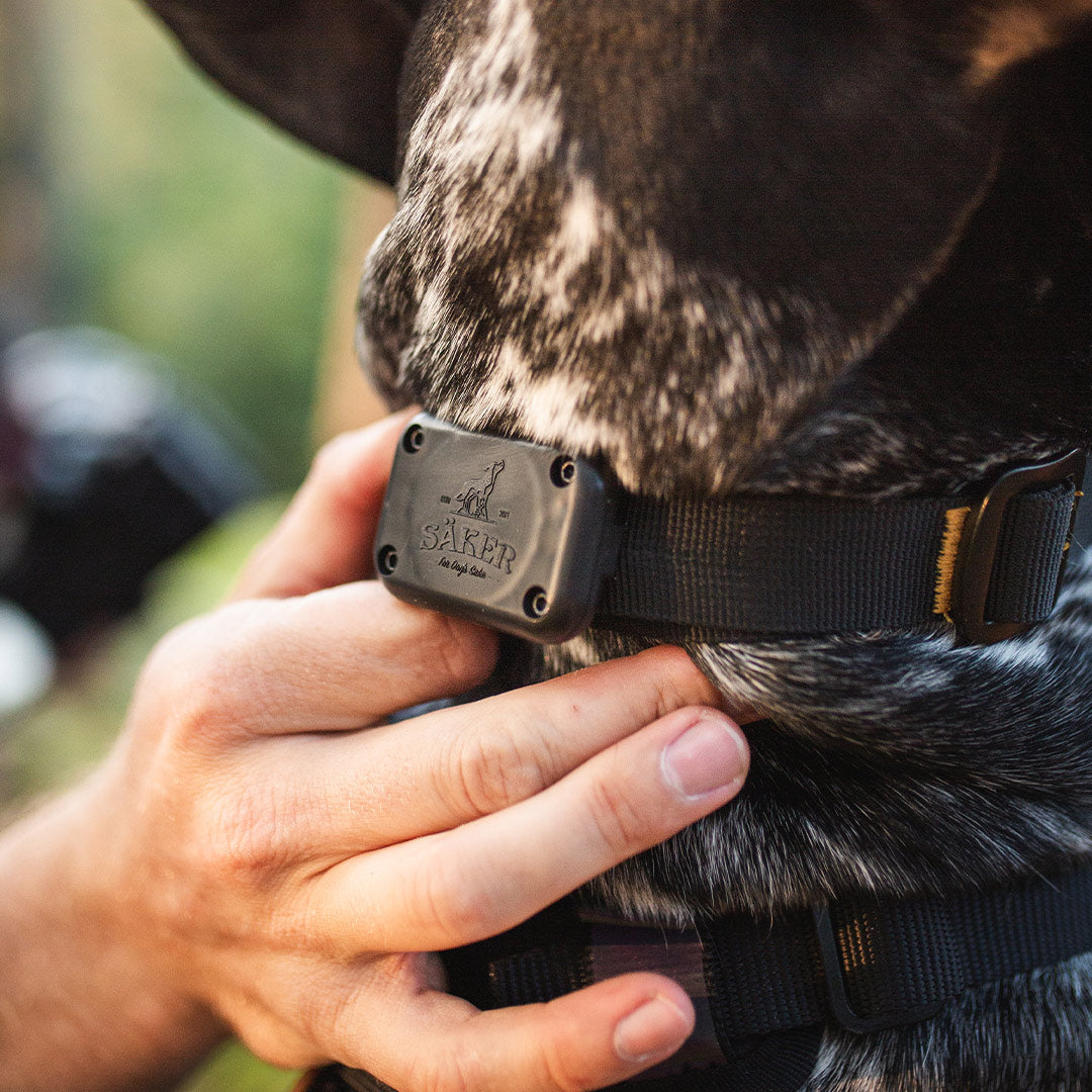 Shield Airtag Holder screwed onto a dog collar.