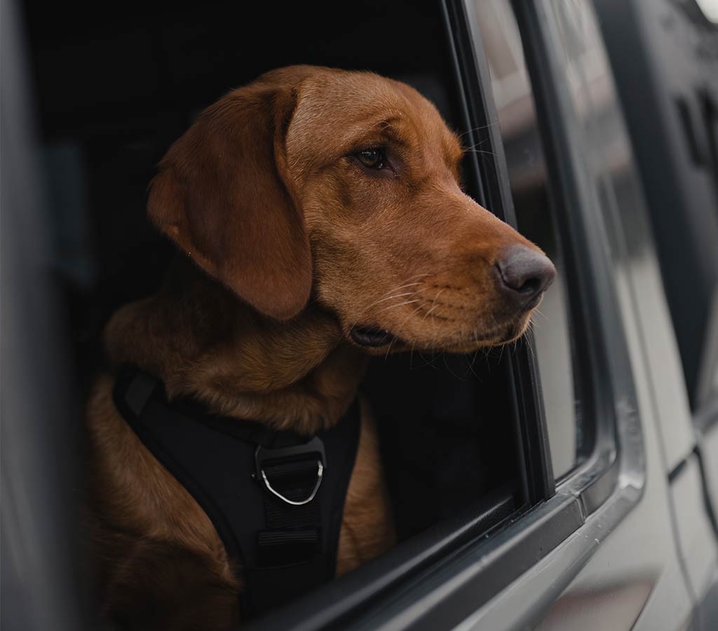 red lab dog wearing the ascension core harness in the car looking out the window of a jeep gladiator
