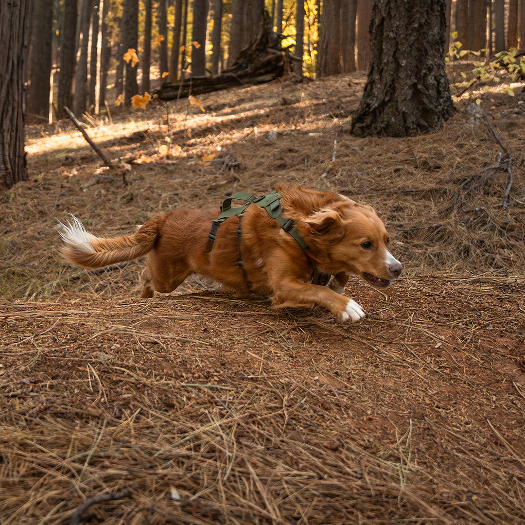 Toller rocking the Muse harness in trail green while jumping over a mtb jump.