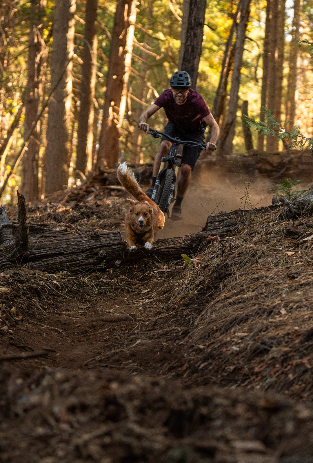 Man mountain biking with his toller full speed.His toller is wearing the Saker Muse harness in Trail Green