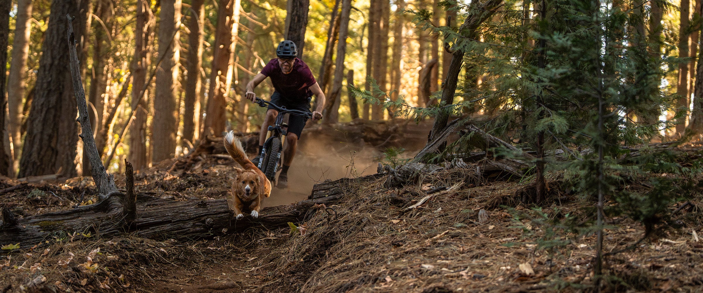 Man mountain biking with his toller full speed.His toller is wearing the Saker Muse harness in Trail Green