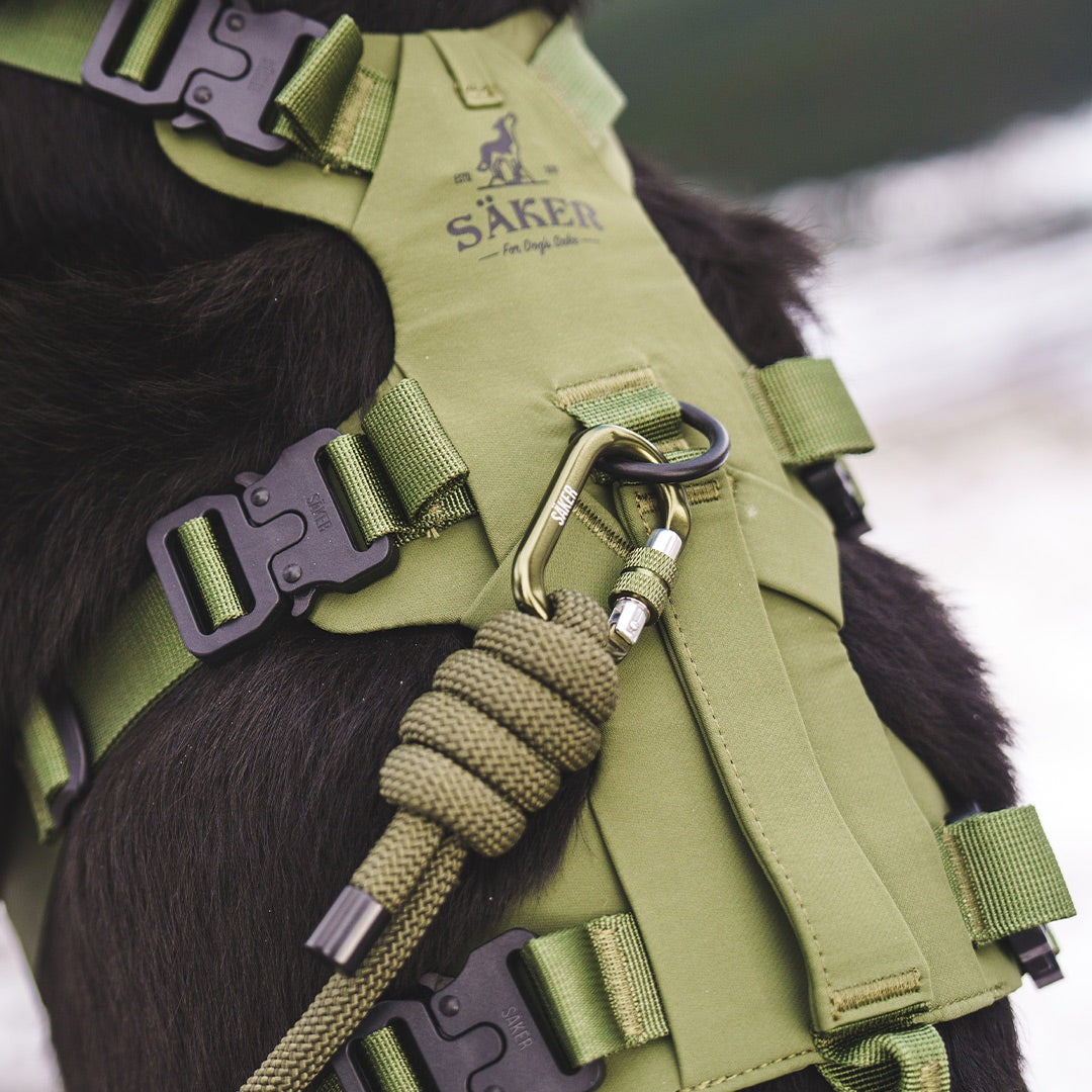 Close view of the Trust leash in Trail Green clipped on the back of the muse harness in trail green