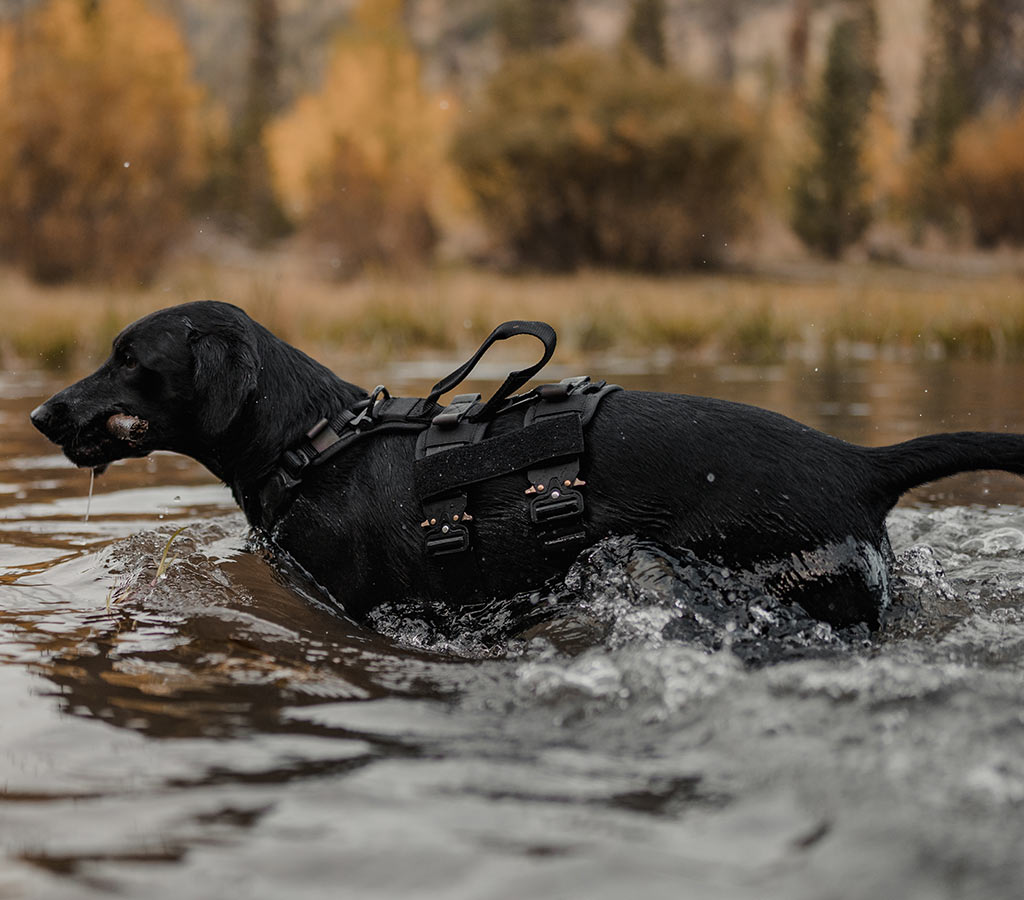black dog swimming with his ascension extended harness with the back velcro sleeve installed without patches 
