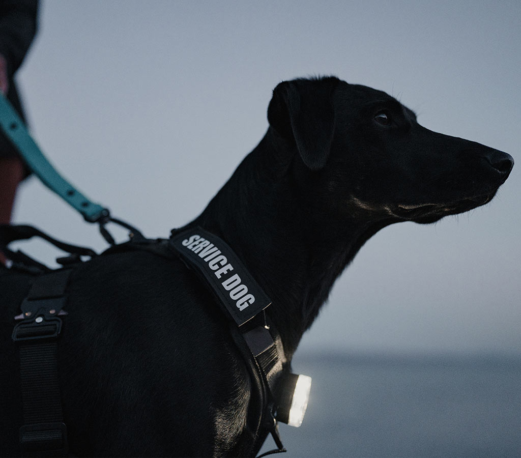 Close view of the neck sleeves with a service dog patch on an Ascension harness on a black dog at blue hour