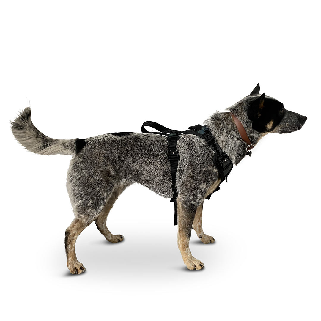 Profile view of an Australian Cattle dog wearing the Small ascension core harness in black