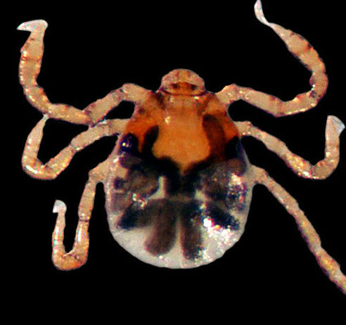 close view of the dog tick larvae