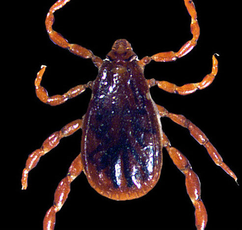 close view of the dog tick adult male
