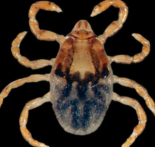 close view of the dog tick nymph