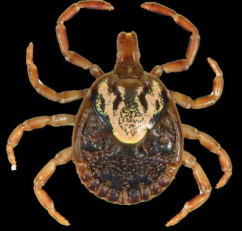 close view of the cayenne tick adult female