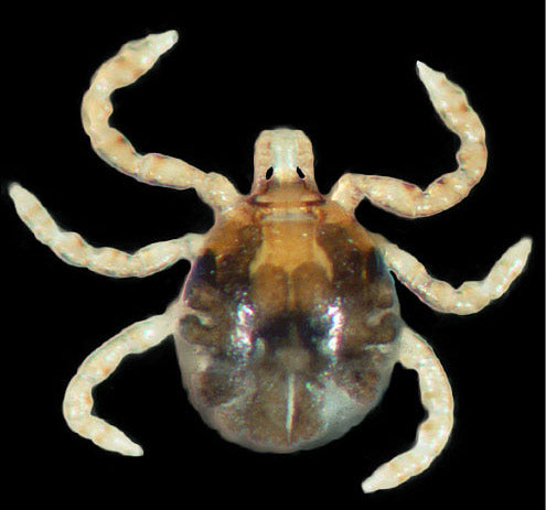 close view of the cayenne tick larvae