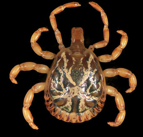 close view of the cayenne tick adult male