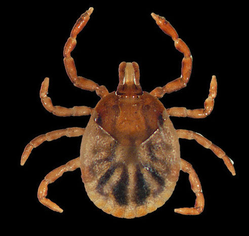 close view of the cayenne tick nymph