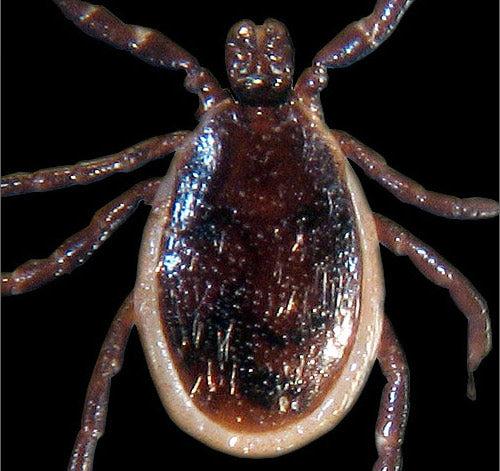 close view of the deer tick adult male