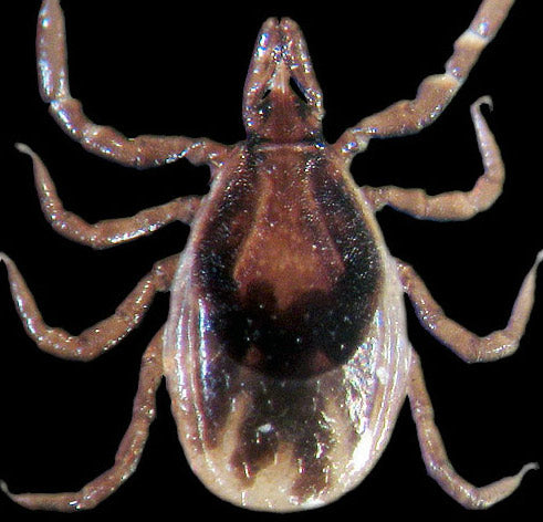 close view of the deer tick nymph