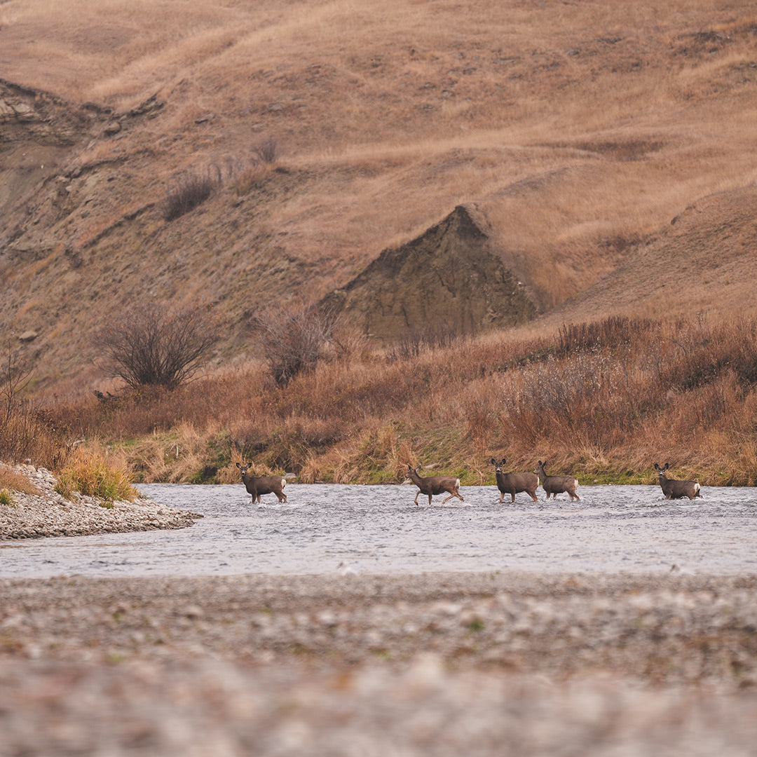 Deers crossing the Bow River during a photoshoot with Säker and flyfishing guide Paula Shearer