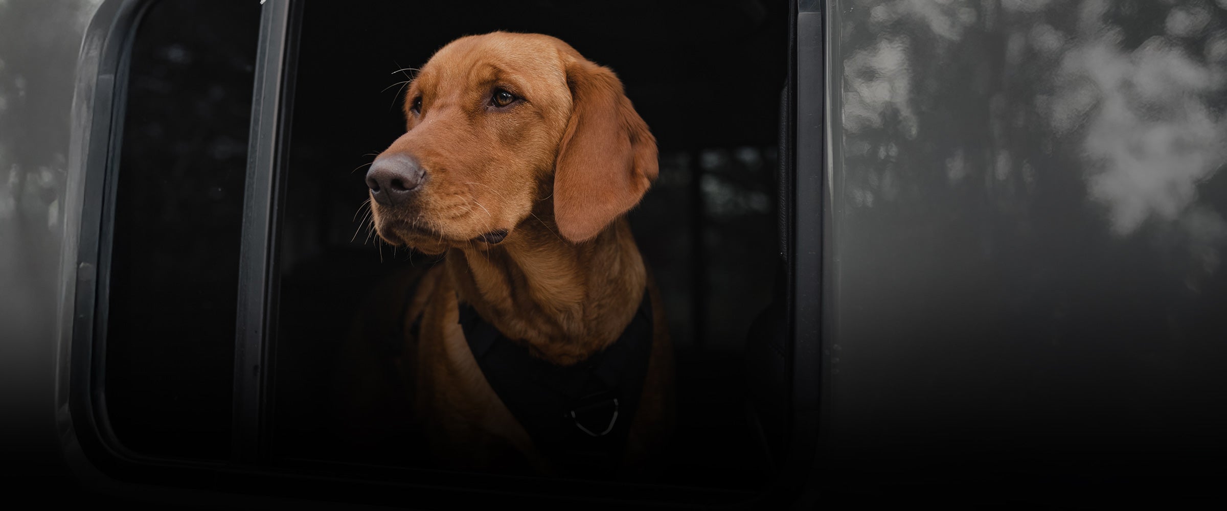 Dog looking out of a car window with a blurred background