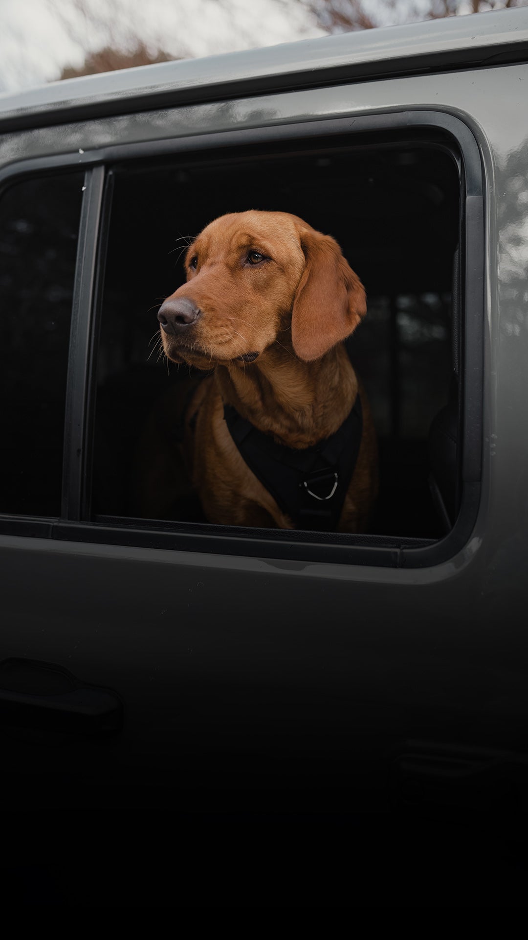 Dog looking out of a car window with a blurred background