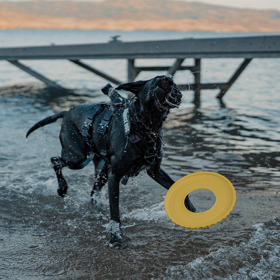 dog coming out of the water wearing the ascension extended harness with the velcro sleeves and shield airtag holder